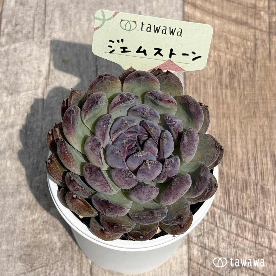 37. ＊新発売＊　ジェムストーン　【tawawaハウス苗】