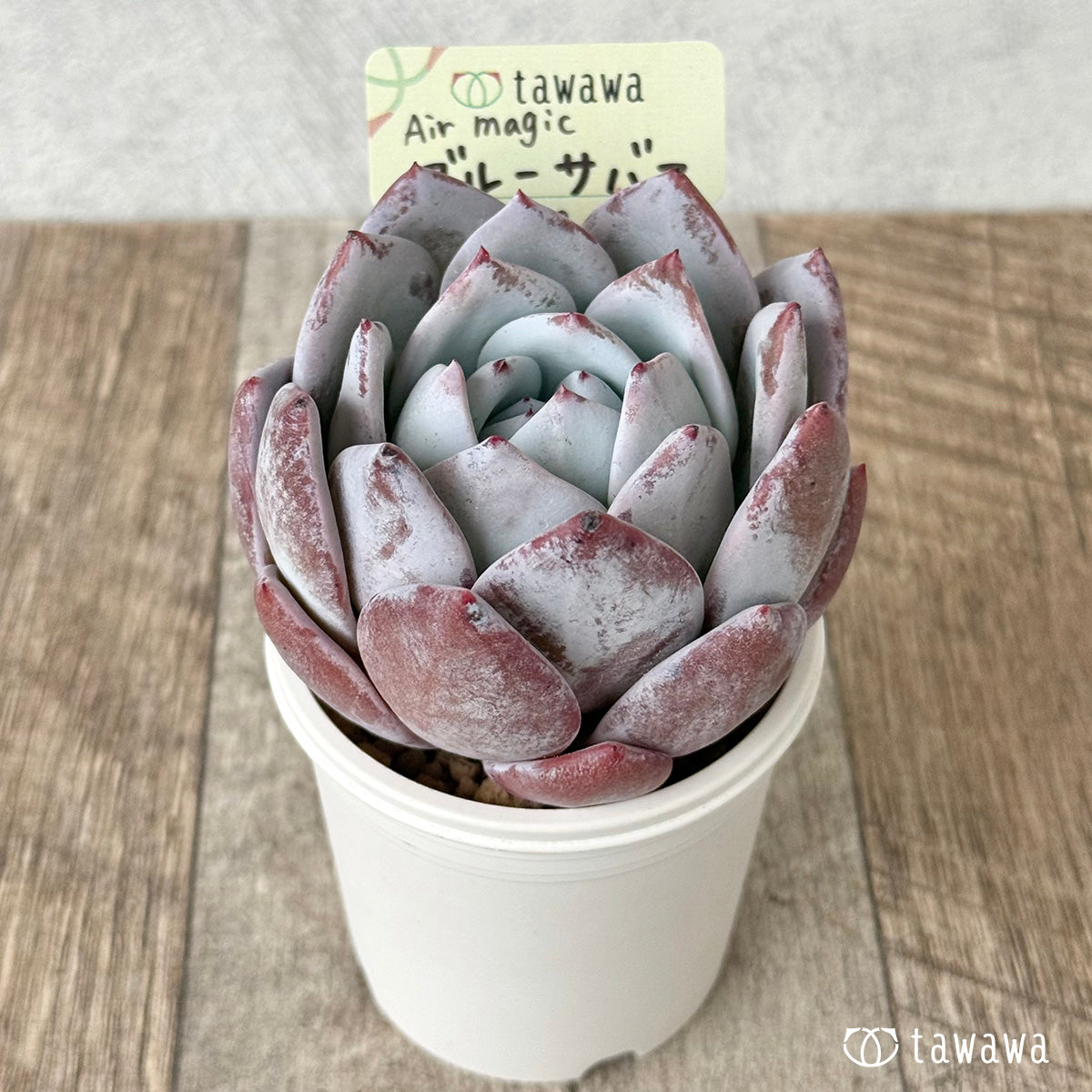 ブルーサバス（エアーマジック農園苗）
