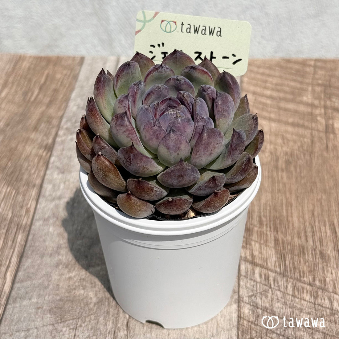 37. ＊新発売＊　ジェムストーン　【tawawaハウス苗】