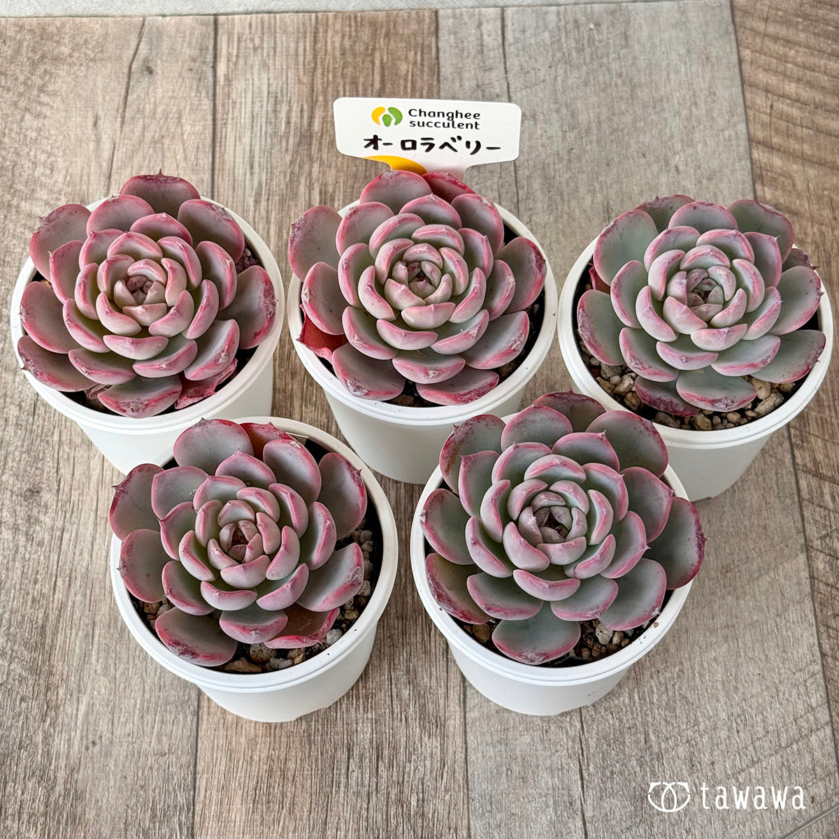 オーロラベリー②（チャンヒー農園）【tawawaハウス苗】