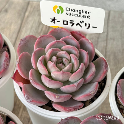 オーロラベリー②（チャンヒー農園）【tawawaハウス苗】