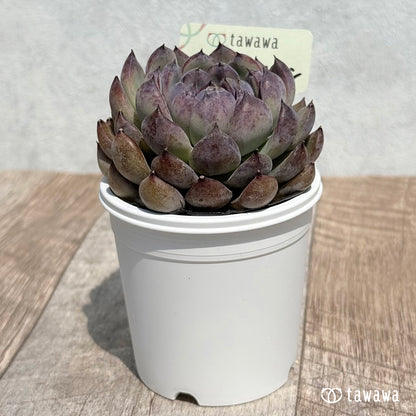 37. ＊新発売＊　ジェムストーン　【tawawaハウス苗】