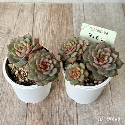 ＊新発売＊　ティモン《多頭》（エアーマジック農園）【tawawaハウス苗】