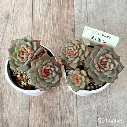 ＊新発売＊　ティモン《多頭》（エアーマジック農園）【tawawaハウス苗】