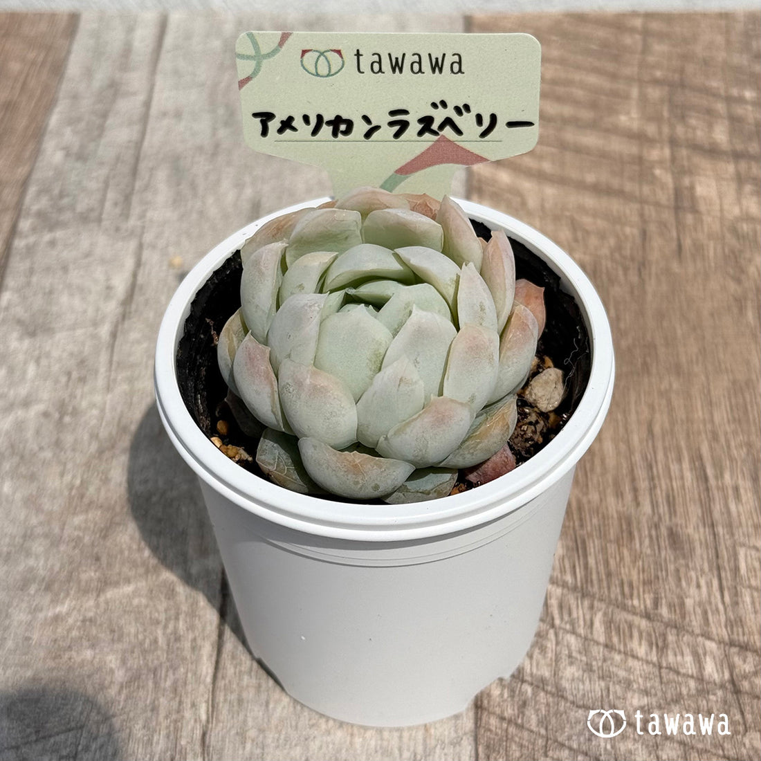 39. ＊新発売＊　アメリカンラズベリー【tawawaハウス苗】