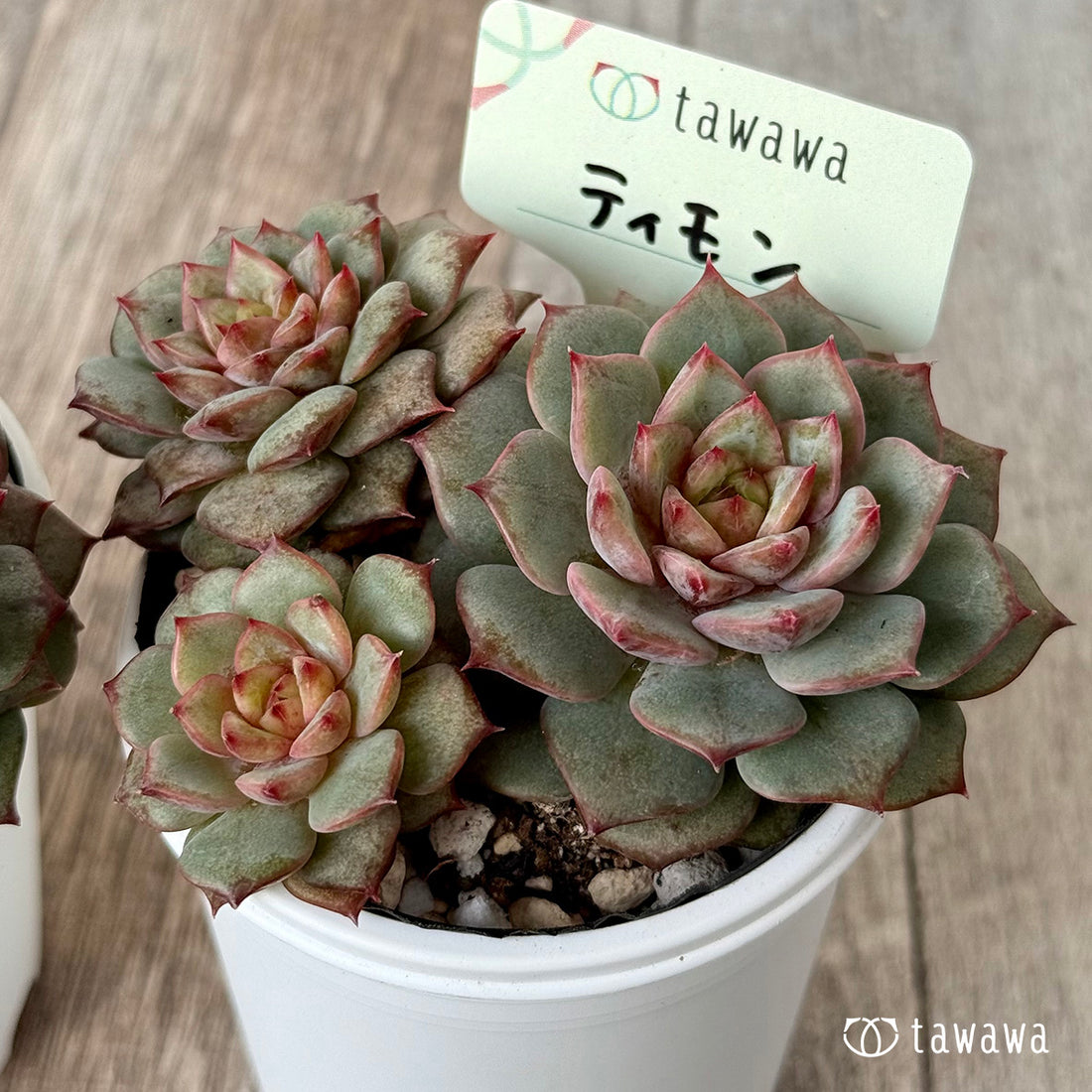 *新発売* ティモン《多頭》(エアーマジック農園)【tawawaハウス苗】