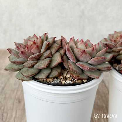 ＊新発売＊　ティモン《多頭》（エアーマジック農園）【tawawaハウス苗】