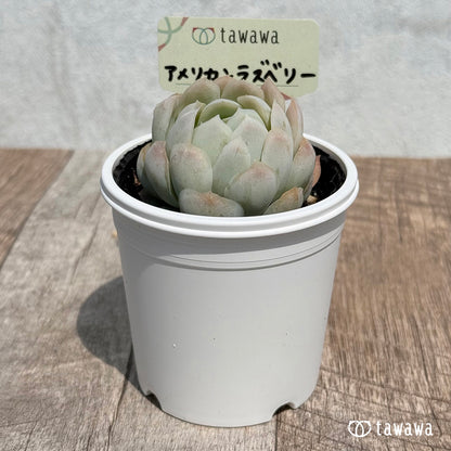39. ＊新発売＊　アメリカンラズベリー【tawawaハウス苗】
