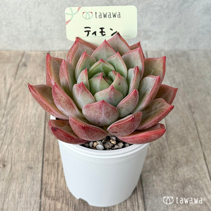 ＊新発売＊　ティモン《単頭》（エアーマジック農園）【tawawaハウス苗】