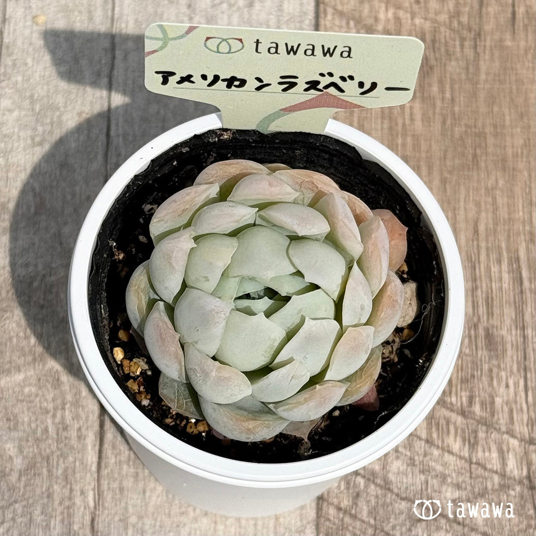 39. ＊新発売＊　アメリカンラズベリー【tawawaハウス苗】