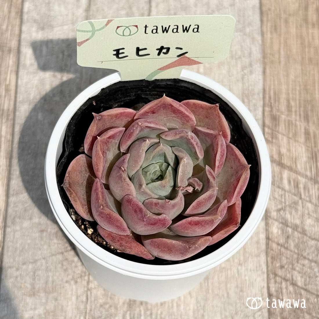 40. ＊新発売＊　モヒカン【tawawaハウス苗】