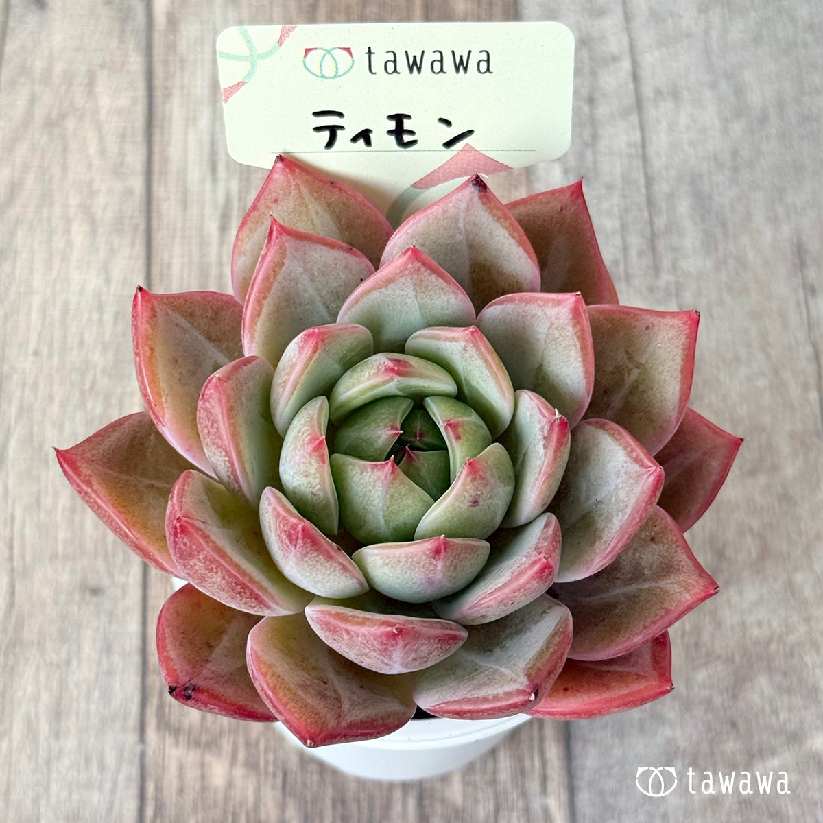 ＊新発売＊　ティモン《単頭》（エアーマジック農園）【tawawaハウス苗】