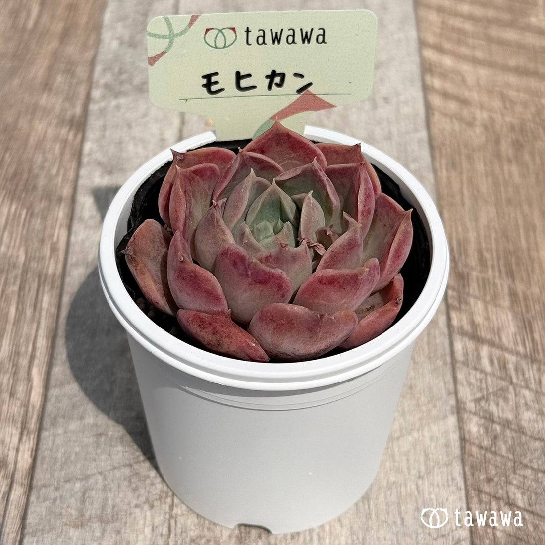 40. ＊新発売＊　モヒカン【tawawaハウス苗】