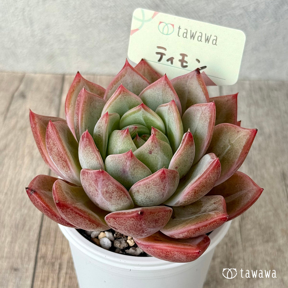 *新発売* ティモン《単頭》(エアーマジック農園)【tawawaハウス苗】