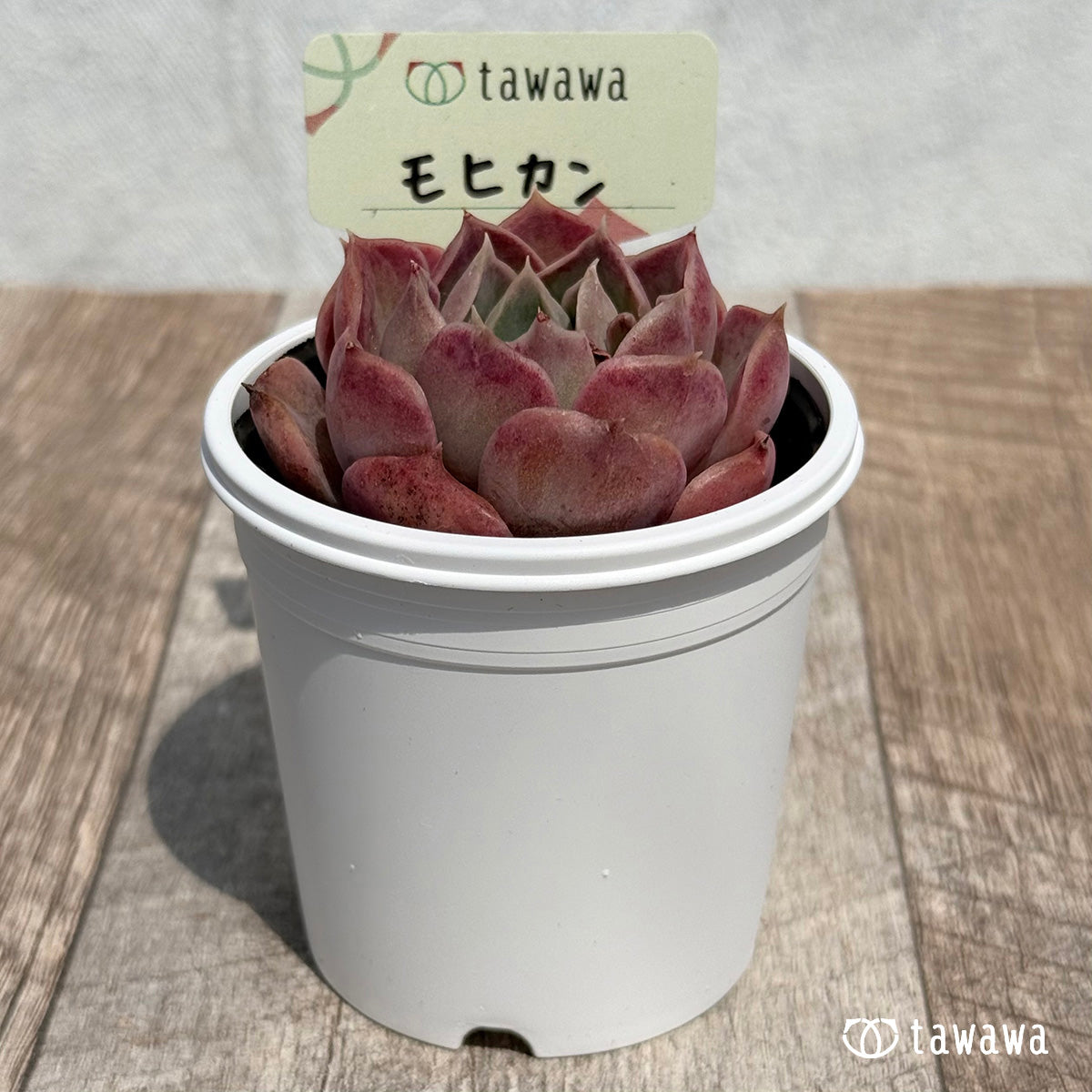 40. ＊新発売＊　モヒカン【tawawaハウス苗】