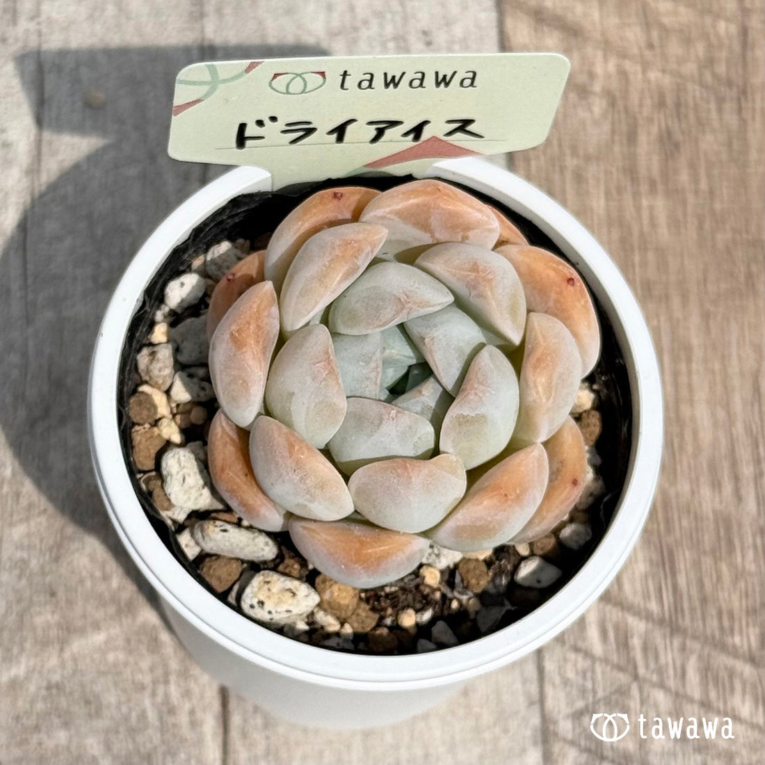 41. ＊新発売＊　ドライアイス　【tawawaハウス苗】