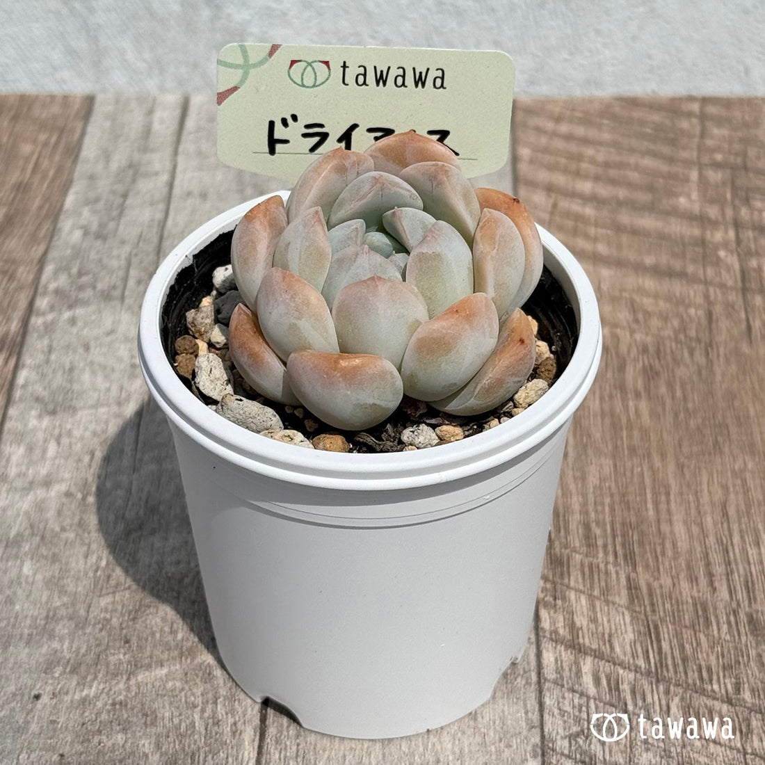 41. ＊新発売＊　ドライアイス　【tawawaハウス苗】