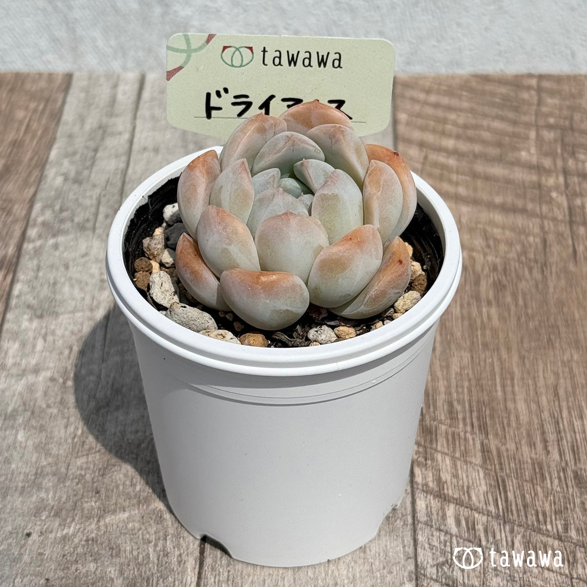 ドライアイス　【tawawaハウス苗】