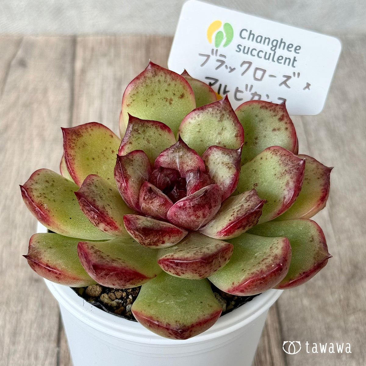 ブラックローズ×アルビカンス（チャンヒー農園）【tawawaハウス苗】