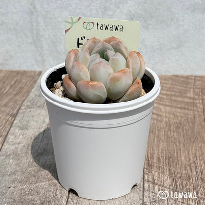 41. ＊新発売＊　ドライアイス　【tawawaハウス苗】