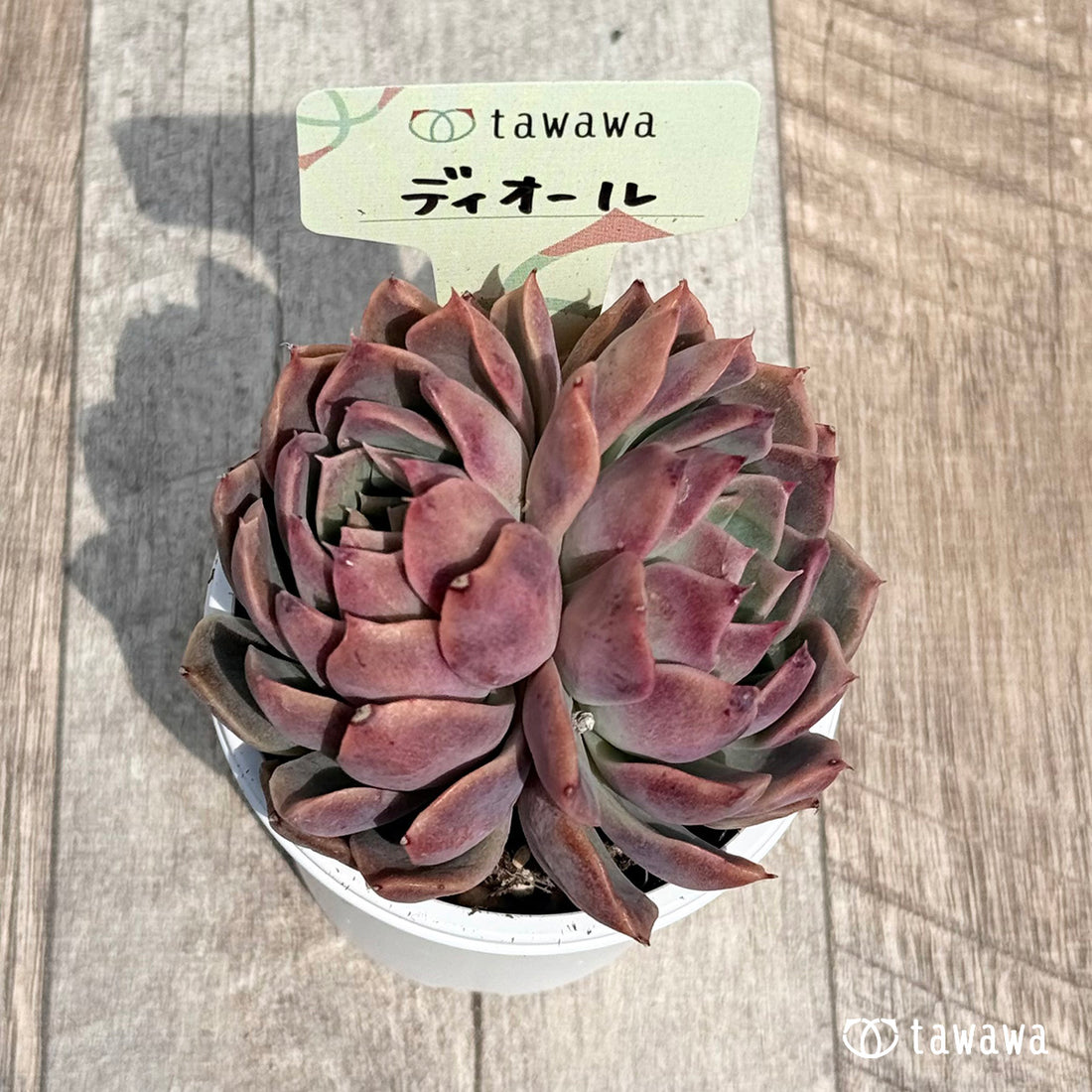 42. ＊新発売＊　ディオール【tawawaハウス苗】