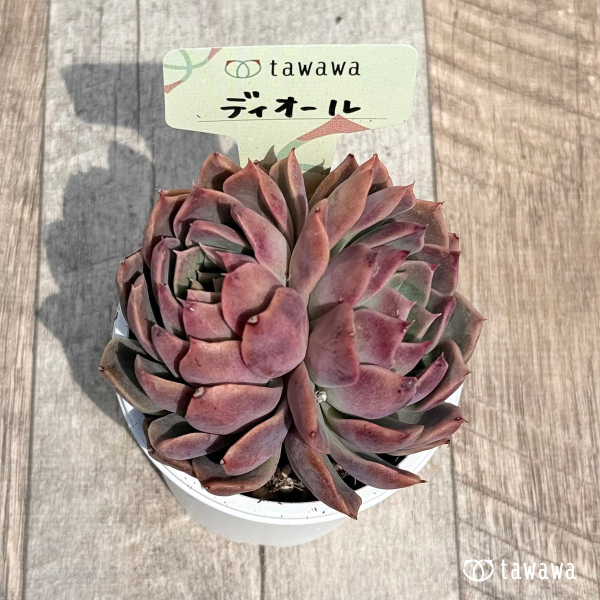 42. ＊新発売＊　ディオール【tawawaハウス苗】