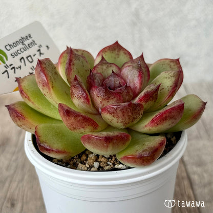 ブラックローズ×アルビカンス（チャンヒー農園）【tawawaハウス苗】