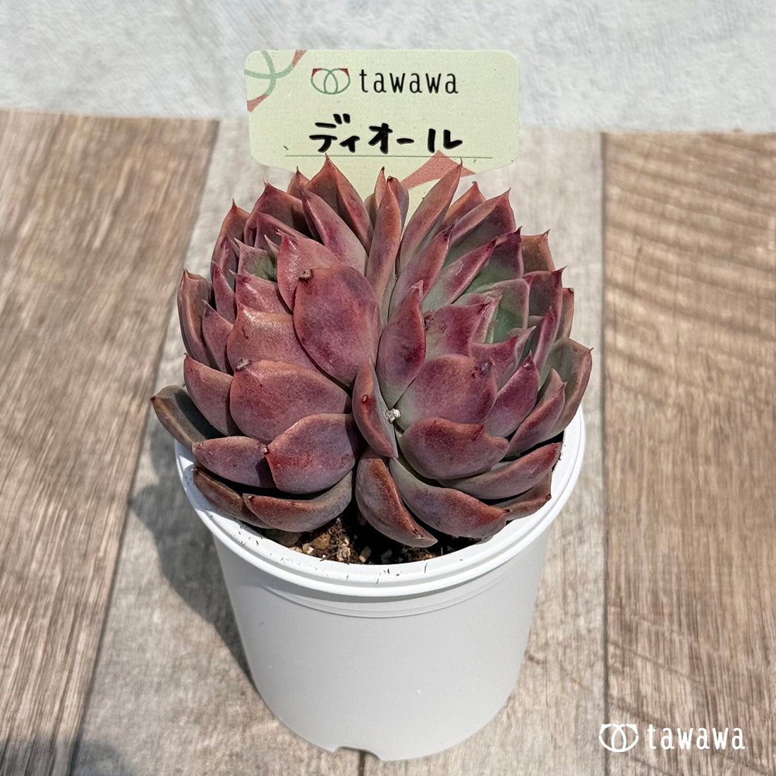 42. ＊新発売＊　ディオール【tawawaハウス苗】