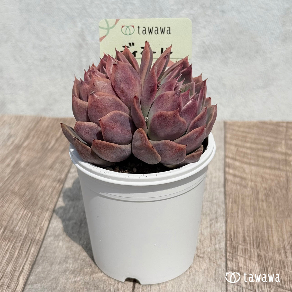 42. ＊新発売＊　ディオール【tawawaハウス苗】