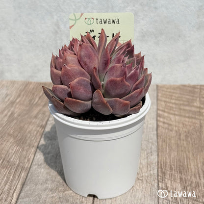 42. ＊新発売＊　ディオール【tawawaハウス苗】