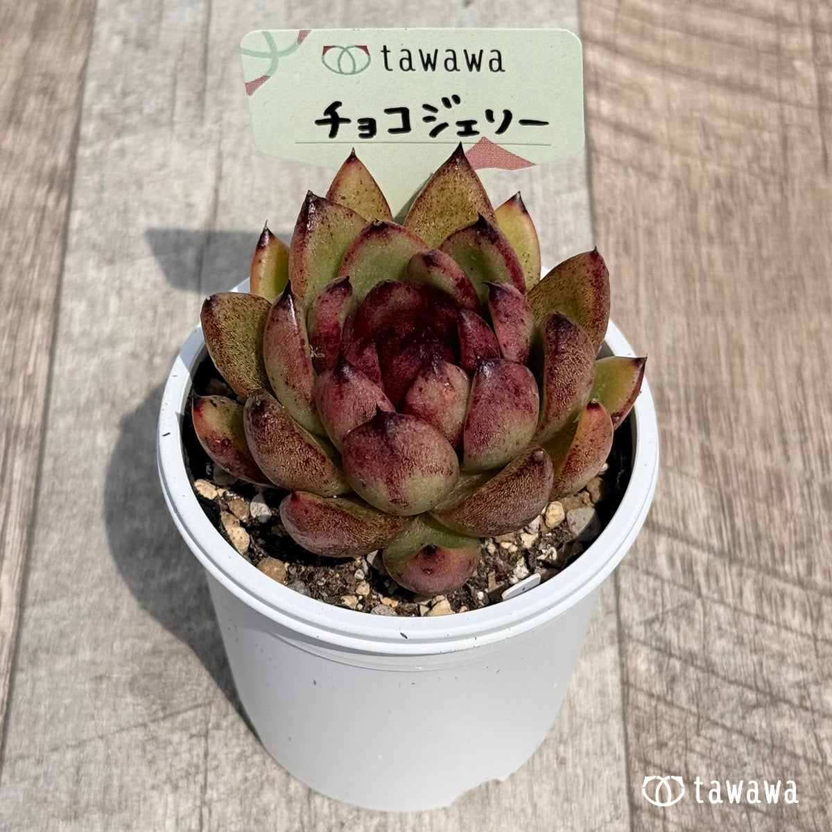 43. ＊新発売＊　チョコジェリー　【tawawaハウス苗】