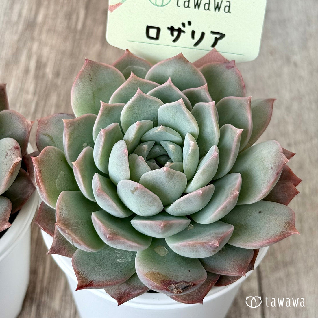 New Arrivals: Ice Green