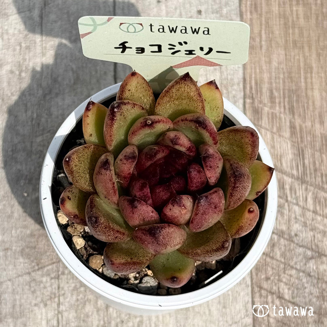 43. ＊新発売＊　チョコジェリー　【tawawaハウス苗】