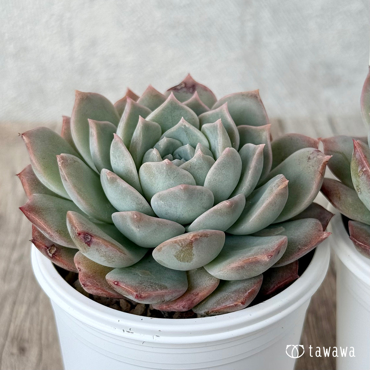 New Arrivals: Ice Green