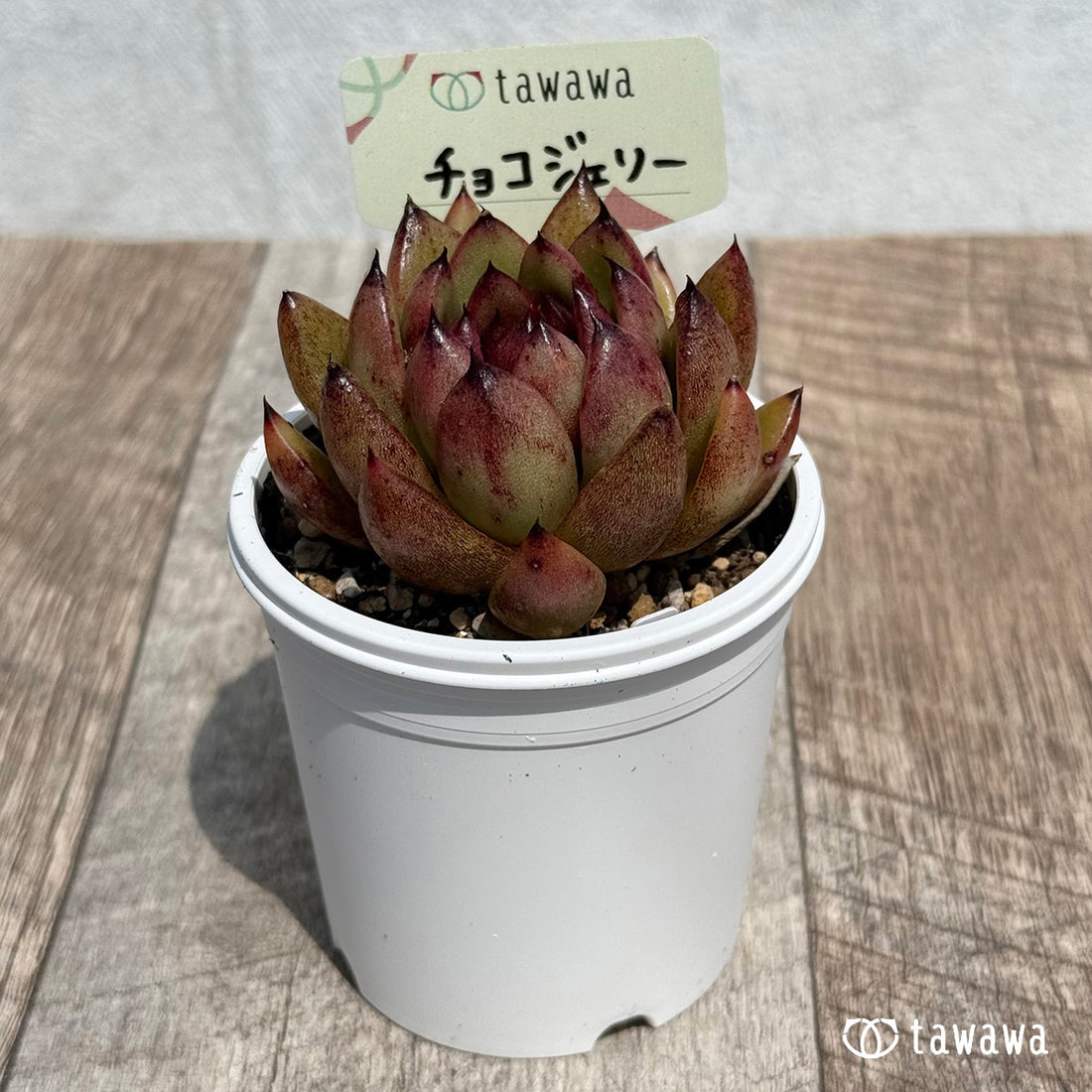 43. ＊新発売＊　チョコジェリー　【tawawaハウス苗】