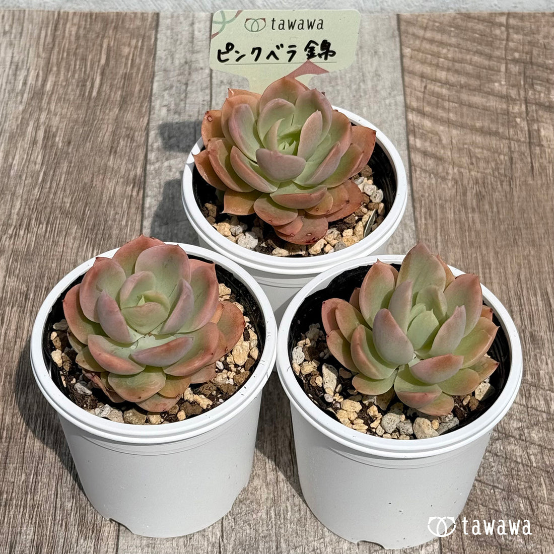 44. ＊新発売＊　ピンクベラ錦【tawawaハウス苗】