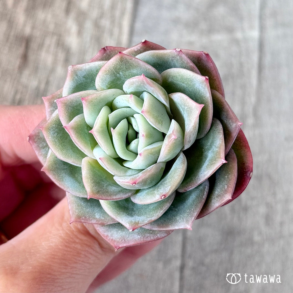 Green Rose