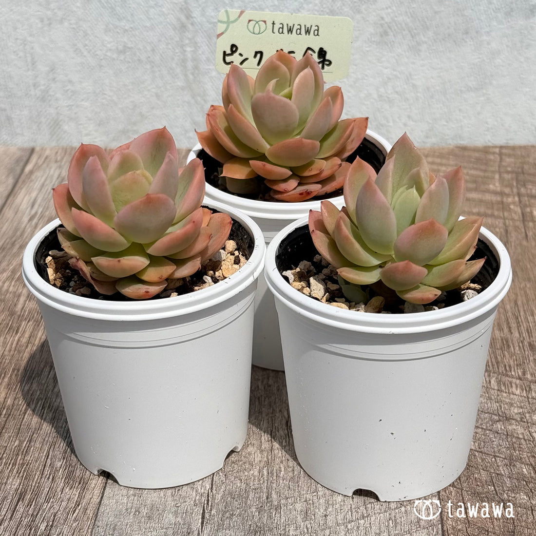 44. ＊新発売＊　ピンクベラ錦【tawawaハウス苗】