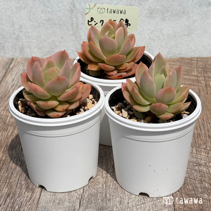 44. ＊新発売＊　ピンクベラ錦【tawawaハウス苗】