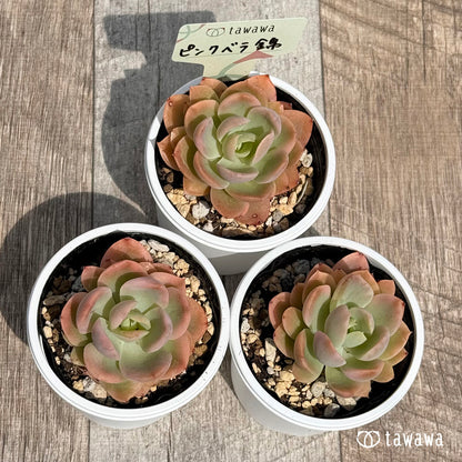 44. ＊新発売＊　ピンクベラ錦【tawawaハウス苗】