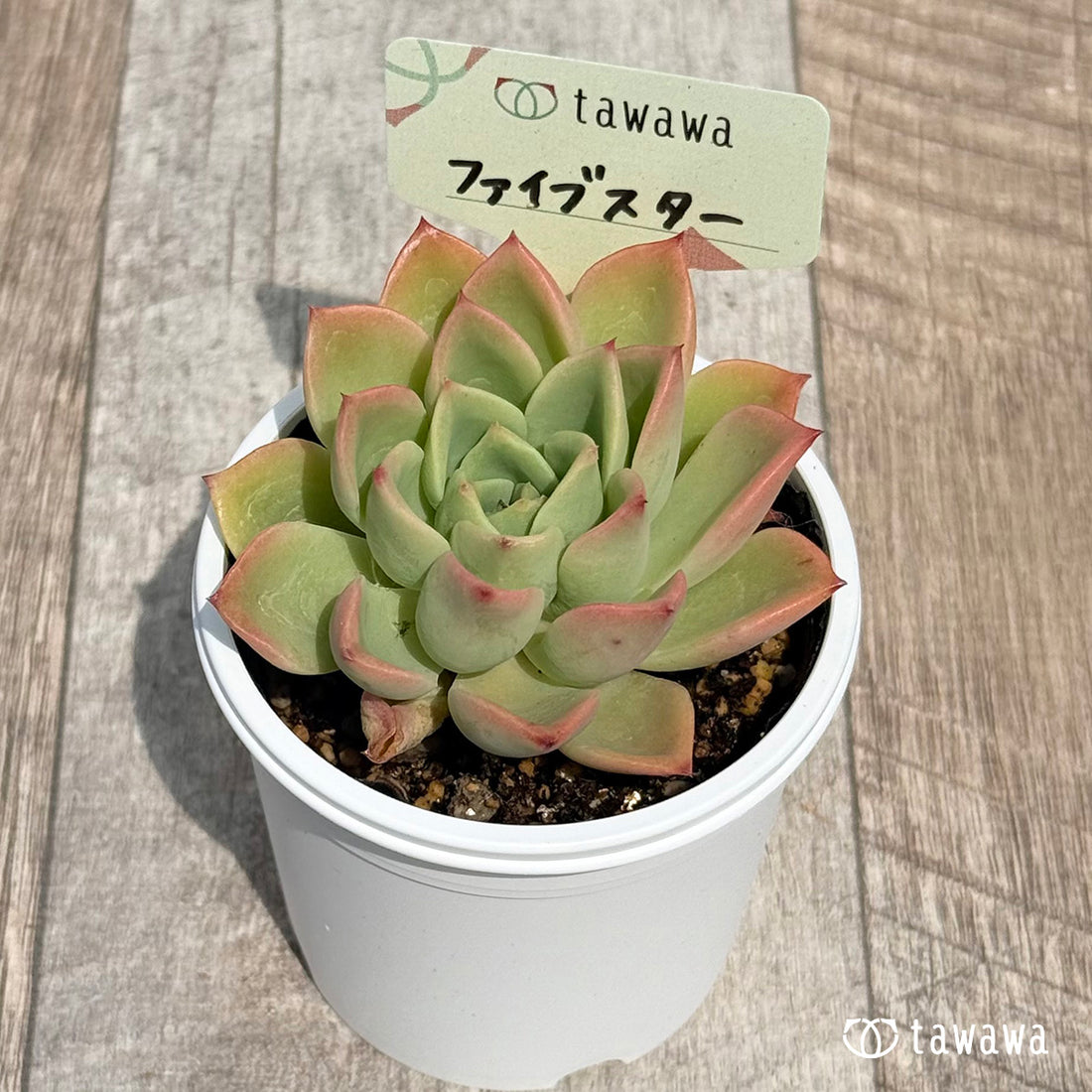 45. ＊新発売＊　ファイブスター【tawawaハウス苗】