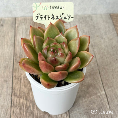 ＊新発売＊　ブライトネスジェリー【tawawaハウス苗】