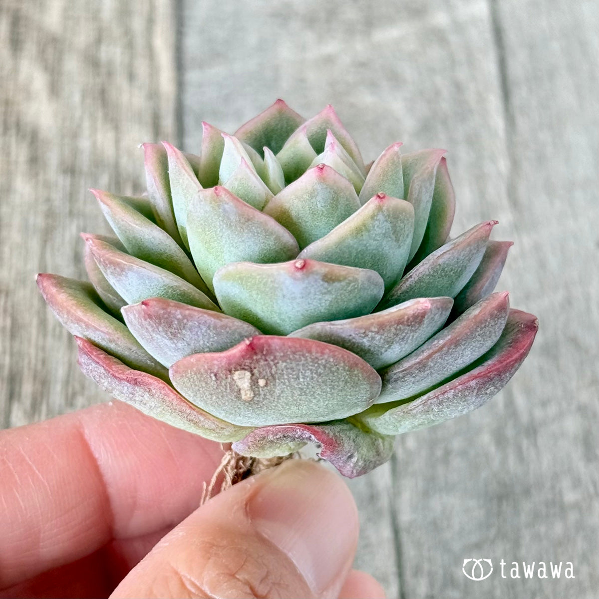 korean rose succulent Green Rose – 多肉植物の通販・販売サイト tawawa