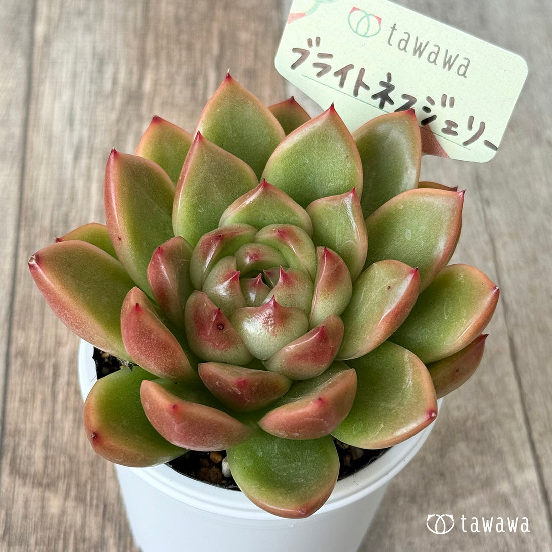 *新発売* ブライトネスジェリー【tawawaハウス苗】