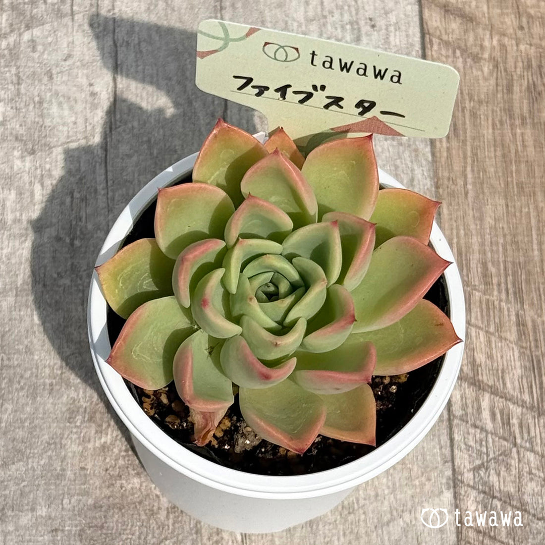 45. ＊新発売＊　ファイブスター【tawawaハウス苗】