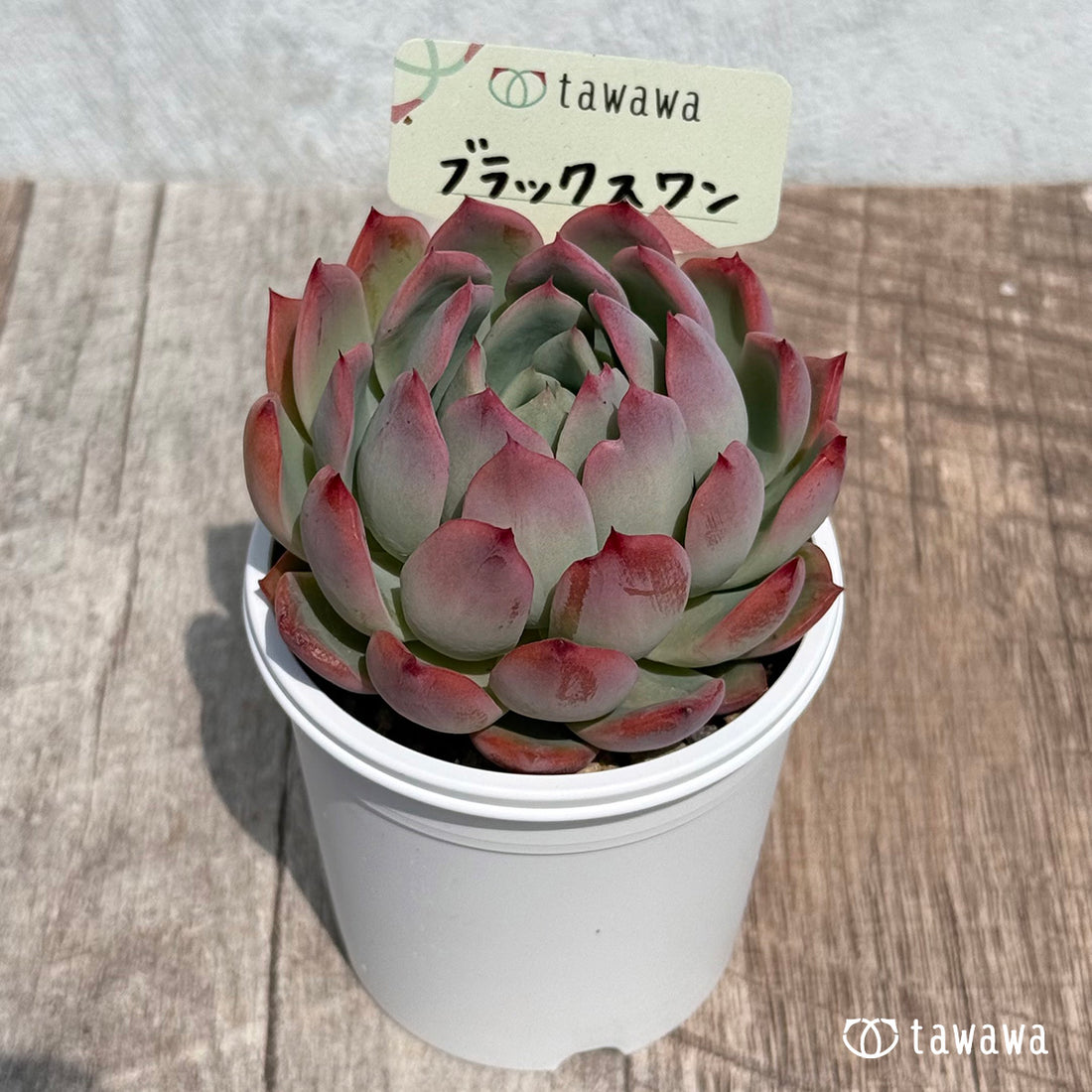 46. ＊新発売＊　ブラックスワン【tawawaハウス苗】