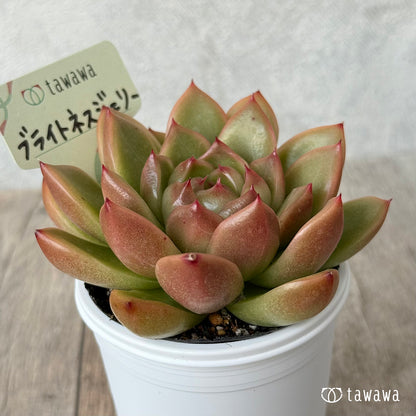 ＊新発売＊　ブライトネスジェリー【tawawaハウス苗】