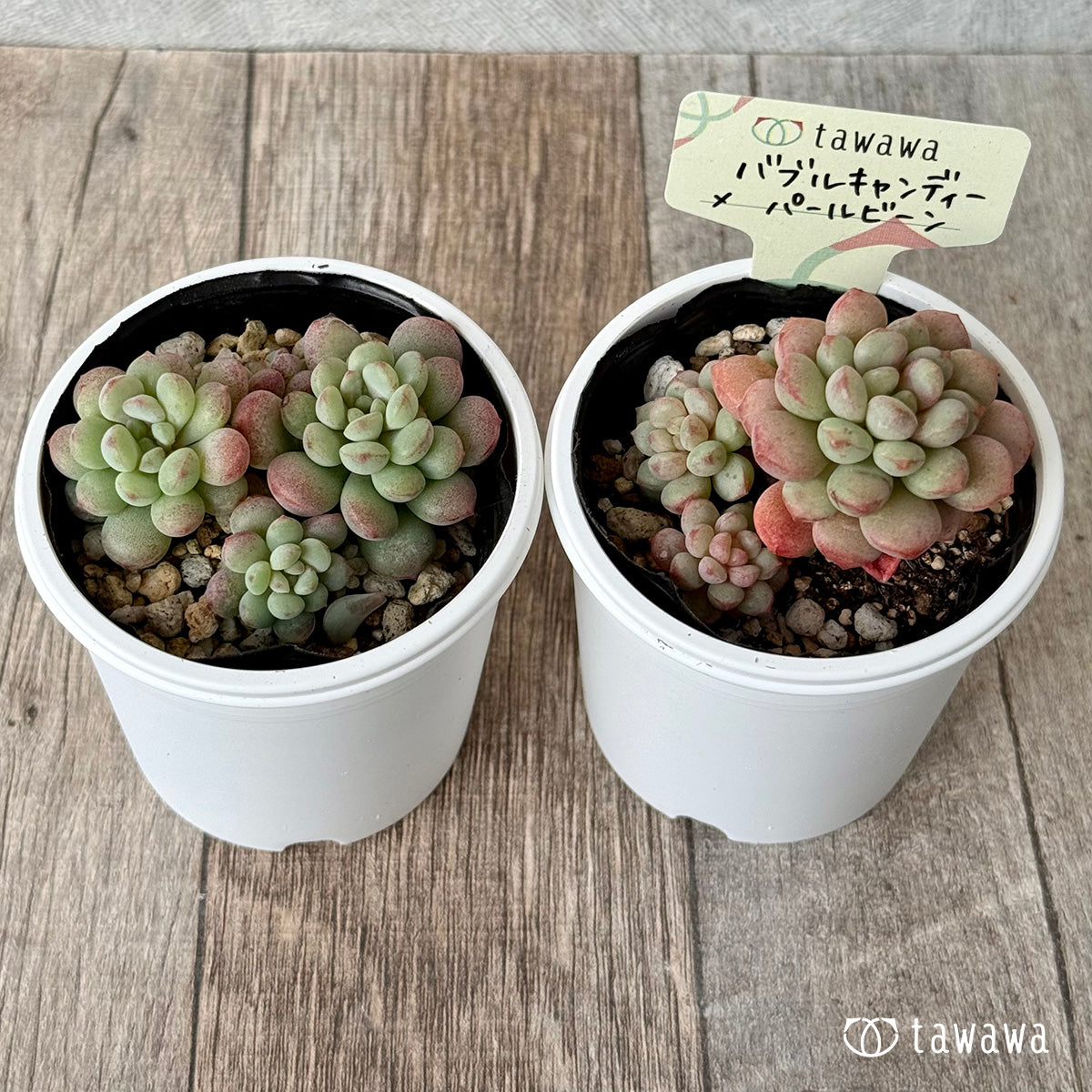 バブルキャンディー×パールビーン《多頭》【tawawaハウス苗】