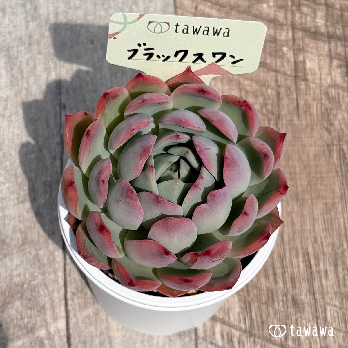 46. ＊新発売＊　ブラックスワン【tawawaハウス苗】
