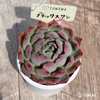 46. ＊新発売＊　ブラックスワン【tawawaハウス苗】